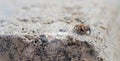 A jumping spider with green eyes sitting on a small concrete block.