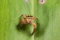 Jumping spider on a green leaf extreme close up Royalty Free Stock Photo