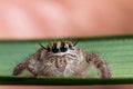 Jumping spider on a green leaf extreme close up , spider in thailand Royalty Free Stock Photo