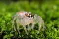 Jumping Spider on green moss extreme close up Macro photo of j Royalty Free Stock Photo