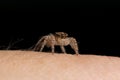 Jumping Spider on hand Royalty Free Stock Photo