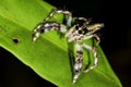 Jumping spider Royalty Free Stock Photo