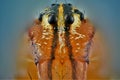Jumping spider head - extreme macro photography