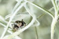 Jumping spider hiding in aerial roots of Spanish moss