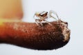 Jumping spider high magnification macro