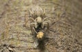A jumping spider and a house fly in a garden. Royalty Free Stock Photo