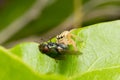 Jumping spider hunting fly Royalty Free Stock Photo
