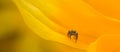 Jumping spider hunting in a yellow world