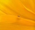 Jumping spider hunting in a yellow world