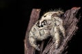 Jumping spider Hyllus on a dry bark black background Royalty Free Stock Photo