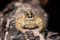 Jumping spider Hyllus on a dry bark black background Royalty Free Stock Photo