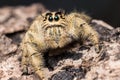 jumping spider Hyllus on a dry bark, extreme close up Royalty Free Stock Photo