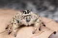 Jumping spider Hyllus on a dry leaf Royalty Free Stock Photo