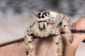 Jumping spider Hyllus on a dry leaf Royalty Free Stock Photo