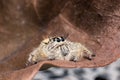 Jumping spider Hyllus on a dry leaf Royalty Free Stock Photo