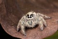 Jumping spider Hyllus on a dry leaf Royalty Free Stock Photo