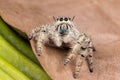 Jumping spider Hyllus on a dry leaf Royalty Free Stock Photo