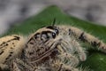 Jumping spider Hyllus on a green leaf, extreme close up Royalty Free Stock Photo