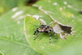 Jumping spider Hyllus on a green leaf, extreme close up, Spider Royalty Free Stock Photo