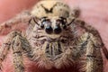 Jumping spider Hyllus on a hand, extreme close up