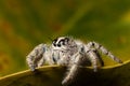 Jumping spider Hyllus on a yellow leaf, extreme close up Royalty Free Stock Photo