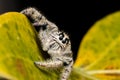 Jumping spider Hyllus on a yellow leaf, extreme close up Royalty Free Stock Photo