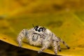 Jumping spider Hyllus on a yellow leaf, extreme close up Royalty Free Stock Photo