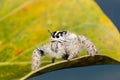 Jumping spider Hyllus on a yellow leaf, extreme close up Royalty Free Stock Photo