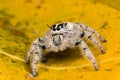 Jumping spider Hyllus on a yellow leaf, extreme close up Royalty Free Stock Photo