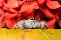 Jumping Spider Hyllus on a yellow leaf red flower background Royalty Free Stock Photo