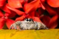 Jumping Spider Hyllus on a yellow leaf red flower background Royalty Free Stock Photo