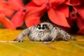 Jumping Spider Hyllus on a yellow leaf red flower background Royalty Free Stock Photo