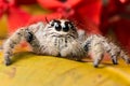 Jumping Spider Hyllus on a yellow leaf red flower background Royalty Free Stock Photo