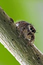 Jumping spider insect