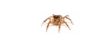 Jumping spider insect white background Royalty Free Stock Photo