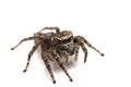 Jumping spider isolated over white Royalty Free Stock Photo