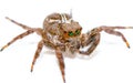 Jumping spider isolated over white. Macro photo with high magnification Royalty Free Stock Photo