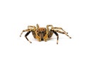 Jumping spider isolated on white background. Royalty Free Stock Photo
