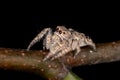 Jumping Spider Royalty Free Stock Photo