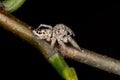 Jumping Spider