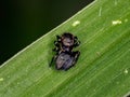 Jumping spider Royalty Free Stock Photo