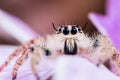 Jumping spider. Jumping spider Hyllus on pink leaf Royalty Free Stock Photo