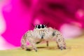 Jumping spider. Jumping spider Hyllus on yellow leaf Royalty Free Stock Photo