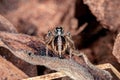 Jumping spider Royalty Free Stock Photo