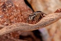 Jumping spider Royalty Free Stock Photo