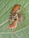 Jumping spider killing cricket Royalty Free Stock Photo