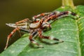 Jumping spider on leaf Royalty Free Stock Photo