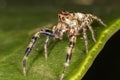 Jumping spider on leaf extreme close up - macro photo of jumping spider on leaf Royalty Free Stock Photo