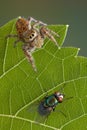 Jumping spider on leaf with fly Royalty Free Stock Photo