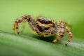 Jumping spider on a leaf Royalty Free Stock Photo